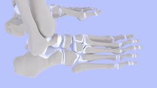 5th Metatarsal Base Fractures [upl. by Rothschild453]