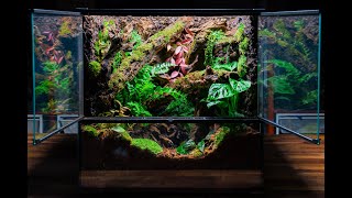 Making a Vivarium for Abronia 🌿 [upl. by Grogan]