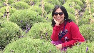 Olympic Lavender Festival  Sequim Washington State USA [upl. by Garratt913]