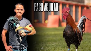 Paco Aguilar  Black Rooster Farm [upl. by Ahsinal]