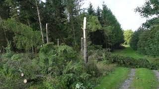 Local areas damaged by heavy thunderstorm winds Denmark August 2024 [upl. by Justis]