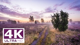 Traumhafte Lüneburger Heide in 4K  wunderbare Bilder in bester Auflösung [upl. by Alrahc]