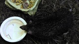 Tenrec Whisking Behavior [upl. by Ahsienek]