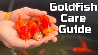 Goldfish In The Aquarium Fish Swim Among Green Algae And Stones 4k Video [upl. by Nilyad]