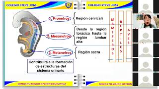 EXCRECIÓN EN ANIMALES INVERTEBRADOS Y VERTEBRADOS [upl. by Eirotal]