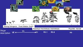 Crop Development Part1 Crop Physiology [upl. by Wolbrom]