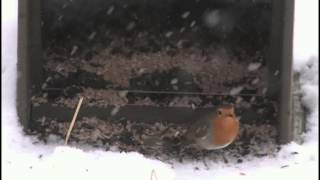 Die Vogelwelt am Futterplatz  Vögel beobachten und erkennen [upl. by Ayalahs]