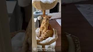 Oriental Shorthair cat orange tabby version [upl. by Auop]