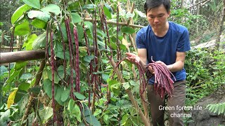 Purple beans I planted have been harvested Gardening mating pigs Robert  Green forest life ep301 [upl. by Asemaj266]