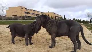 MASTINES NAPOLITANOS EN EL PARQUE macho y hembra [upl. by Auohp]