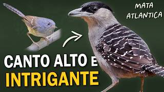 AVES da Mata Atlântica com CANTOS ESTRANHOS ou INTRIGANTES [upl. by Ardnuhsal78]