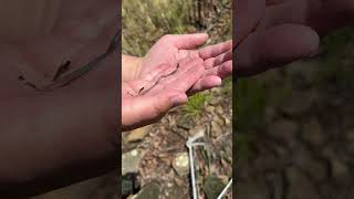 shorts oklahoma Flat Headed Snake Tantilla gracilis in Oklahoma [upl. by Audy]