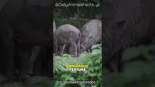 Babirusa│Indonesia’s Wild Pig with Extraordinary Tusks That Could Pierce Its Own Skull [upl. by Kaya473]