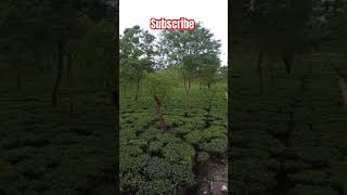 beautiful naturetea garden shortnewteafarmteagardenviewteagardenwhatsapp [upl. by Yrruc675]