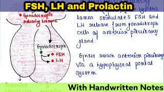 Menstrual Cycle Phases  Female Reproductive System  Follicular Luteal Proliferative Secretory [upl. by Zaremski]