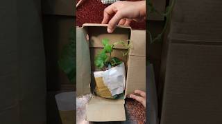 💥Live கோவைக்காய் Plant Unboxing From Maadi Thottam Sachu🤔🤔‎MaadithottamSachu [upl. by Oneida183]