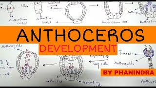 Anthoceros Development of Antheridium Archegonium Fertilisation Sporophyte [upl. by Yuh]