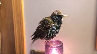 European Starling mimics words quotTalkingquot Starling [upl. by Lundin]