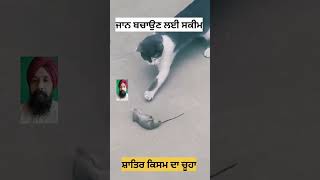 ਸ਼ਾਤਿਰ ਕਿਸਮ ਦਾ ਚੂਹਾ wildlifeawareness animals cat bird wildanimals wildliferehabilitation cats [upl. by Mighell]