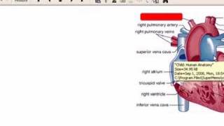 Learning Human Anatomy with SuperMemo [upl. by Aed]