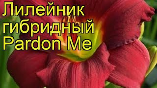 Лилейник гибридный Пардон Ми Краткий обзор описание характеристик hemerocallis Pardon Me [upl. by Osrit]