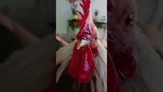 My chicken singing🐓🐓 [upl. by Tsai]