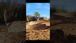 Epic Snake vs Bird Showdown A Stunning Encounter in the Wild shortsanimalstendingtechnogamerz [upl. by Algie]