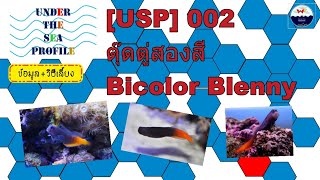 USP 002 Bicolor Blenny ตุ๊ดตู่สองสี l ไบคัลเลอร์เบลนนี่ l ข้อมูล วิธีเลี้ยง [upl. by Earahc]