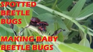 Spotted Red and Black Beetle Bug Cluster  1080HD [upl. by Hsivat764]