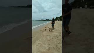 Cali and Gizmo at the beach in Maenam [upl. by Bartholomeo]