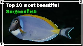 Top 10 most beautiful Surgeonfish [upl. by Nonnad136]