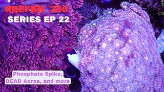 Redsea Reefer EP 22  Phosphate Spike and Dinos [upl. by Joacima]