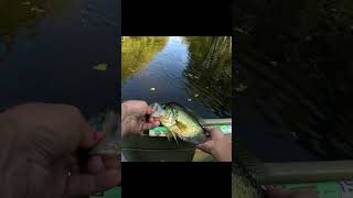 Beautiful crappie in October [upl. by Datnow]