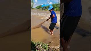 Cast Net Fishing Catch Fish Get A Lot Of Fish In The River part 188fishing netsfishing [upl. by Belayneh]