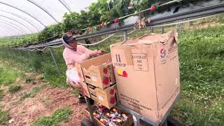 Seasonal Worker Tasmania Berries season 2024 🇹🇱 🇦🇺 Picking Strawberries 🍓 Zara🫡 [upl. by Nosyerg737]