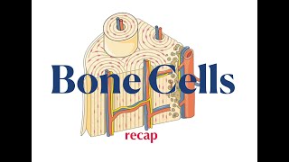 Bone Cells Recap [upl. by Nat]