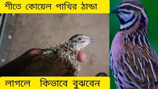 শীতে কোয়েল পাখি ঠান্ডা লাগলে কি করবেন  koel Pakhi farming  koyel Pakhi palon  quail bard farming [upl. by Iharas]