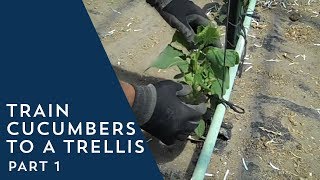 How to Train Cucumbers to a Trellis [upl. by Llenet139]