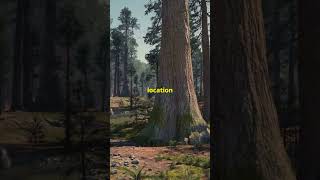 Hyperion The Tallest Tree on Earth facts scientificmysteries nature science mystery trees [upl. by Harret]