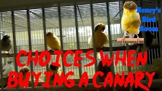 What Are Your Choices When Buying a Canary  Henrys Bird Room Tips amp DIY Info for Bird Breeders [upl. by Saylor]