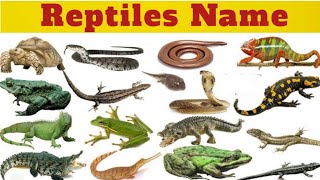 Reptiles names in english Reptiles videos for kids with pictures LEARN REPTILES NAME [upl. by Filippo]