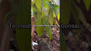 Mango Bonsai Tree Making 🌳 plantstoriesbypoojaaparajita bonsai bonsaitree plantpropagation [upl. by Akiemat]