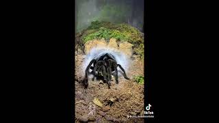 Chilobrachys sp “kaeng krachan”The Dark earth tiger [upl. by Annoyi888]