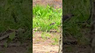 Brown headed cowbird getting lunch nature bird cowbird [upl. by Fadil959]