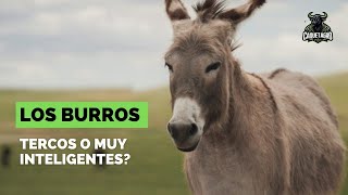 Los Burros Historia Características y Curiosidades [upl. by Meekar]