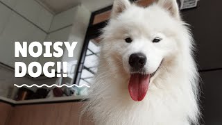 Here’s why your smiley samoyed barks a lot [upl. by Jessamyn]