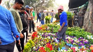 DAHLIA PANSY POINSETTIA ALYSSUM FLOWER PLANT PRICE GALIFF STREET PLANT MARKET Best Flowers Forever [upl. by Idolah]