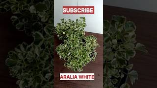 aralia white plant plants garden gardeningtips gardening shorts youtube [upl. by Kelwunn]