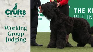 Working Group Judging  Crufts 2024 [upl. by Yznel83]