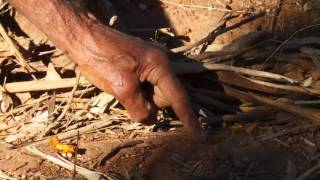 Through our Eyes  Finding witchetty grubs with Badger Bates [upl. by Aninotna]